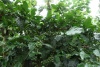 Well Maintained Coffee Estate for Sale