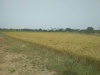 Agriculture Land for Lease