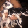 Puppies for Sale