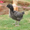 KB Livestock Farm