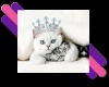 Cats For Sale